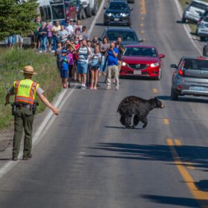 Peyton Clark Instagram - Why did the bear cross the road?

Nobody knows because nobody wanted to get close enough to ask.
