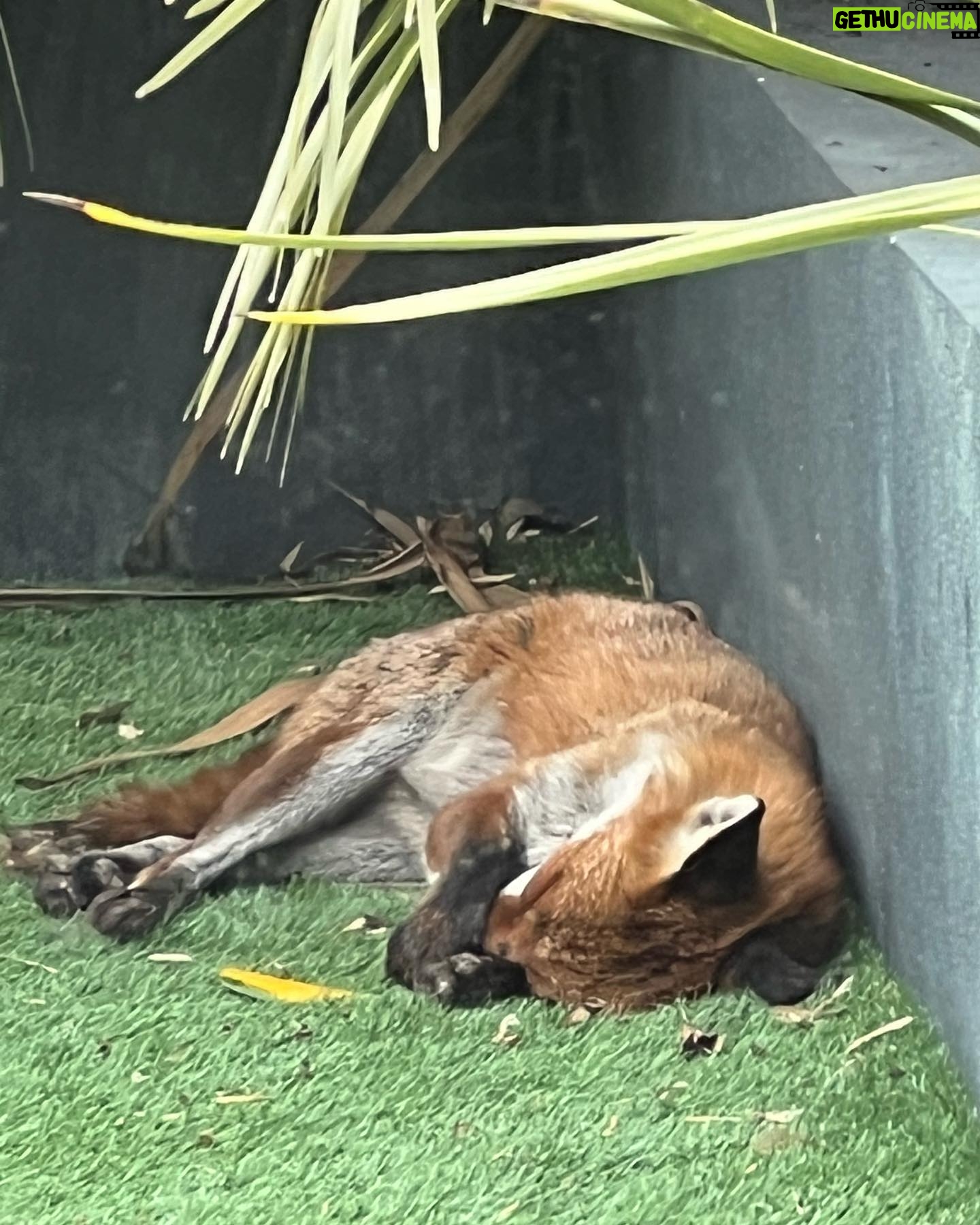 Phil Dunster - 30.8K Likes - That fox is sleeping itās not dead.