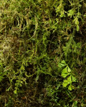 Phil Torres Instagram - Look closely at the first image, can you find it? This is hands down one of the most remarkable examples of camouflage in nature, and one that I had previously only seen in textbooks. It’s an insect, and it is *very* well disguised. Once you give up, you can swipe right until it finally stands out. If you managed to find it from image one, you’re welcome to assist me in the field any time!

Seeing this moss mimic stick insect (Trichopeplus laciniatus) in the wild was a bucket list experience for me. This species is endemic to the cloud forests of Monteverde, Costa Rica, and is unsurprisingly nearly impossible to find. Even with it right in front of me I would lose it by merely glancing down at my camera to change settings and have to find it again as it moved a few inches over to another patch of moss., As you can see by the munch marks on the leaves in the final image, it is one of the few insects that feeds on orchids. Which, here in the cloud forest, is a telltale sign that this stick insect is nearby, though finding it is never a guarantee even with that lead.
#entomology #costarica