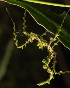 Phil Torres Instagram - Look closely at the first image, can you find it? This is hands down one of the most remarkable examples of camouflage in nature, and one that I had previously only seen in textbooks. It’s an insect, and it is *very* well disguised. Once you give up, you can swipe right until it finally stands out. If you managed to find it from image one, you’re welcome to assist me in the field any time!

Seeing this moss mimic stick insect (Trichopeplus laciniatus) in the wild was a bucket list experience for me. This species is endemic to the cloud forests of Monteverde, Costa Rica, and is unsurprisingly nearly impossible to find. Even with it right in front of me I would lose it by merely glancing down at my camera to change settings and have to find it again as it moved a few inches over to another patch of moss., As you can see by the munch marks on the leaves in the final image, it is one of the few insects that feeds on orchids. Which, here in the cloud forest, is a telltale sign that this stick insect is nearby, though finding it is never a guarantee even with that lead.
#entomology #costarica