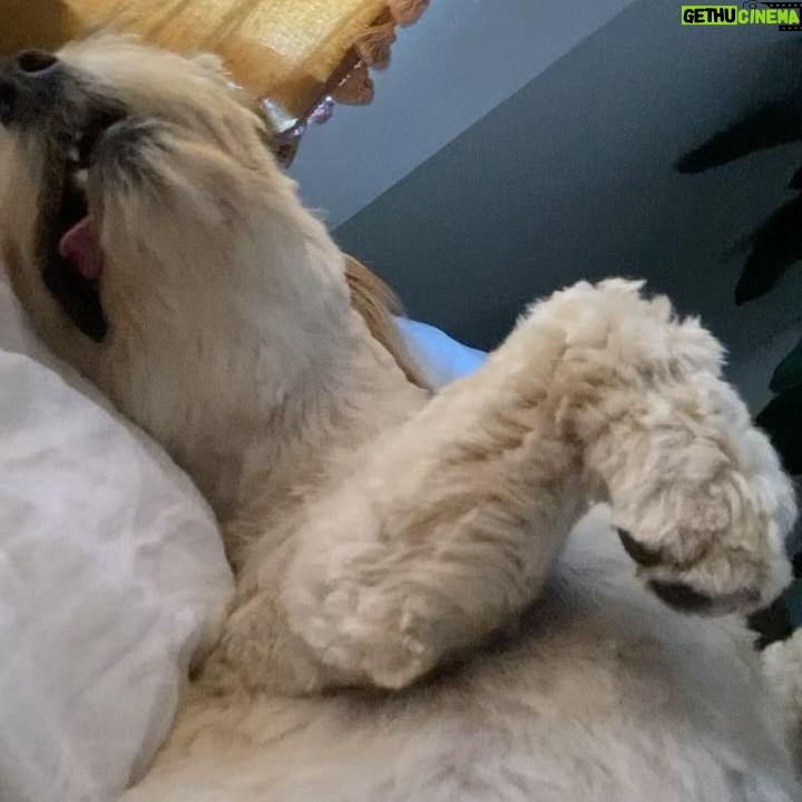 Phoebe Miu - 3 Likes - happy 3rd birthday to this kid.
world class nutjob, psycho killer of kitsilano, bane of my existence, light of my life ❤️
first pic of him smiling before getting dropped off at camp reminds me every day why I’m glad there was no return policy.
sound on for that last video.