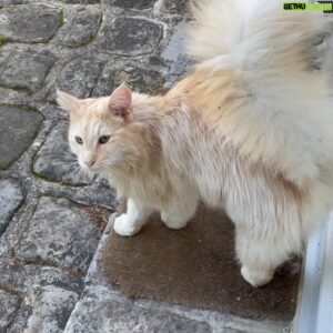 Pierre Palmade Instagram - Je ne suis rien sans chaton ! 😃