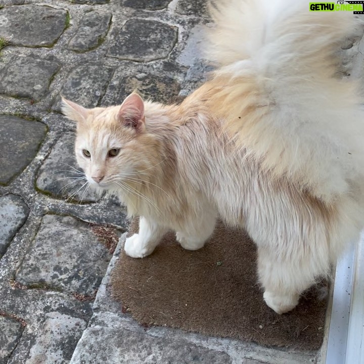 Pierre Palmade - 3.4K Likes - Je ne suis rien sans chaton ! 😃