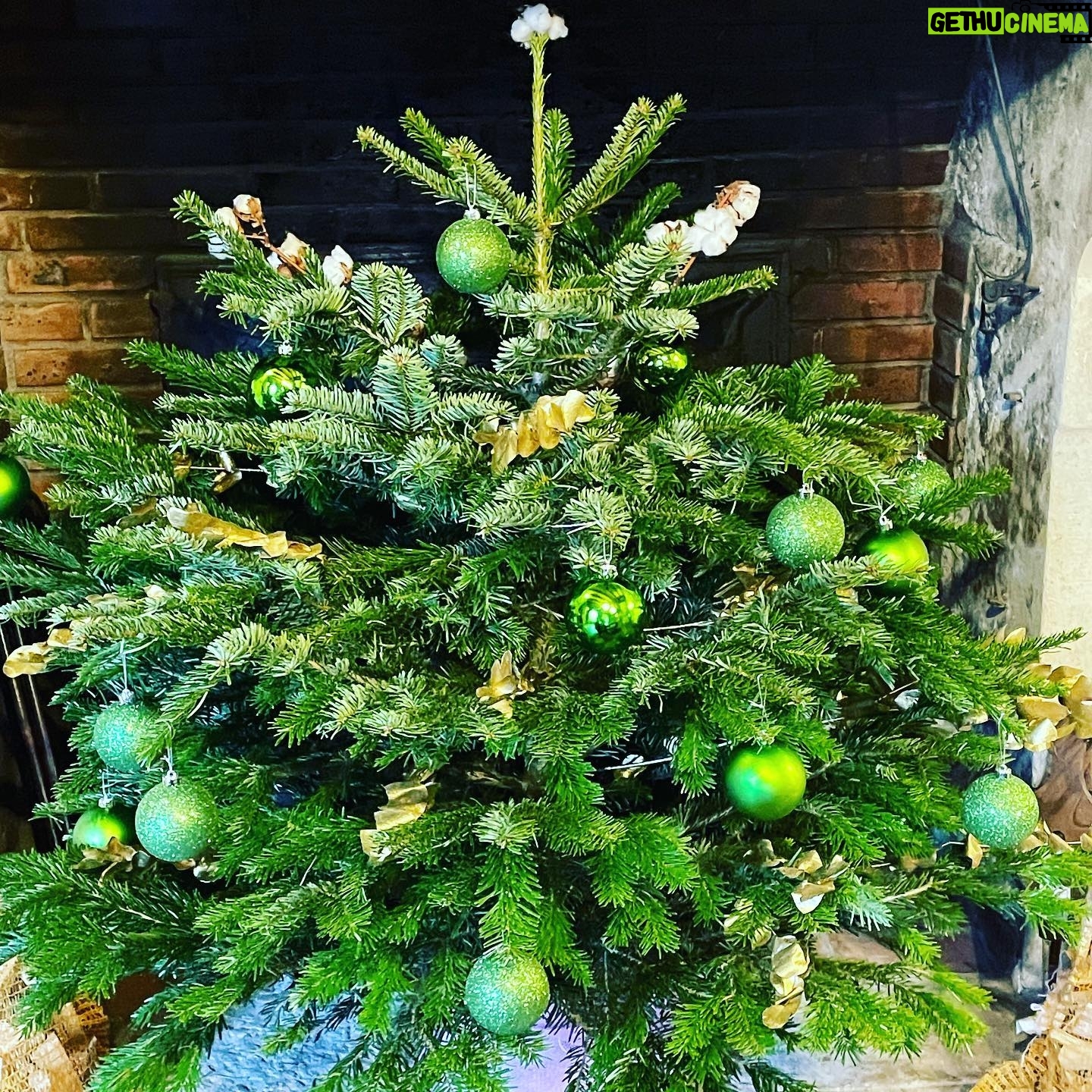Pierre Palmade - 5.5K Likes - Très fier de mon sapin de Noel ! 😃