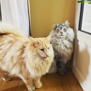 Pierre Palmade Instagram - Patrocle et Hector vous souhaitent une bonne année !
Que je les aime eux …😍