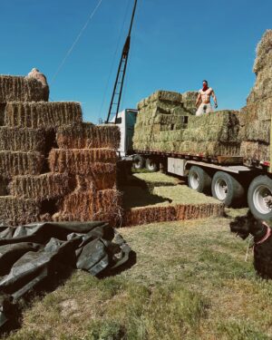 Pierson Fodé Instagram - Hay, chaff, chaps and 5 baby rabbits. These were the ingredients chosen to make the dustiest farmers alive. But Fodé farms; father, son and dog trio accidentally loaded during the hottest days in may. Slowly losing the battle to clothes drenched in sweat their clothes once again went missing in action. After defeating 24tons of hand loaded and unloaded hay they returned home victorious. only to be sprayed down by mom with the garden hose… and then I flew off the next morning to film another movie 🎥 #farmfit P.S. Someone needs to give my dad a raise for taking photos while we’re loading cause these are better than most red carpets in LA 😂