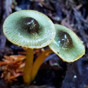 Pilar Holland Instagram - Have you seen @fantasticfungi? Do yourself a favor. Watch it!
.
It’s a visually beautiful film that dives into the magic of the very ground we stand on. Did you know trees can share nutrients with each other through their root systems and mushrooms are the soul of our soil? So much is going on right beneath our feet. Watch and see for yourself. Absolutely breathtaking and so so powerful. If you don’t believe me.... @latimes said “Mushrooms are the new superheroes!” 🍄✨✨