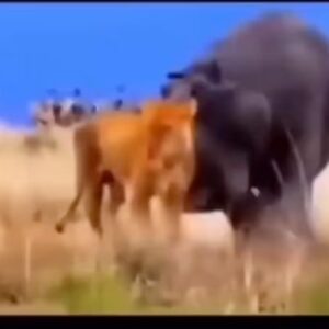 Prince Thompson Iyamu Instagram - Why can’t some animals just let peace rain among themselves? Now just look at the permanent damage done. Everyone including lions 🦁 themselves knows that Bull hippos are the only ones that stand their ground against lions. 

lions can only hunt a hippo in a bigger group. Besides lions, the Spotted Hyena and the Nile crocodile are the other predators of hippopotamuses. WARNING 
Always learn to Pick your fight, the Prince 🤴🏽 has spoken. #hippopotamus #lions#wildlife 

This Page does not support Violence.