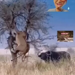 Prince Thompson Iyamu Instagram - 😂😂😂 Hold on wait a minute, what’s going on here?  Normally Lionesses don’t run 🏃‍♂️ from anyone, they are the greatest hunters than the male lions so what happened? 

Or are the whole buffalos now the king of the jungle in disguise? Luckily they don’t use social media in the animal kingdom, if not the whole animal kingdom would have heard about it 😂 what a big scandal it would have been. 🤷🏾‍♂️

This Page does not support violence 👊🏽 🔫