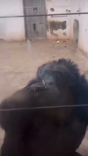 Prince Thompson Iyamu Instagram - 😂😃😎 Incredible. Uncle Chimp acting like the world 🌎 is on his shoulder, the way he’s puffing into thoughts seems like She cheated on him. Interpretation of his mood. “I need to be free too much stress.” Very interesting indeed,😀 have a great weekend beautiful people the Prince 🤴🏽 has spoken.

📺: @monitos_monkey 

This page does not support violence.