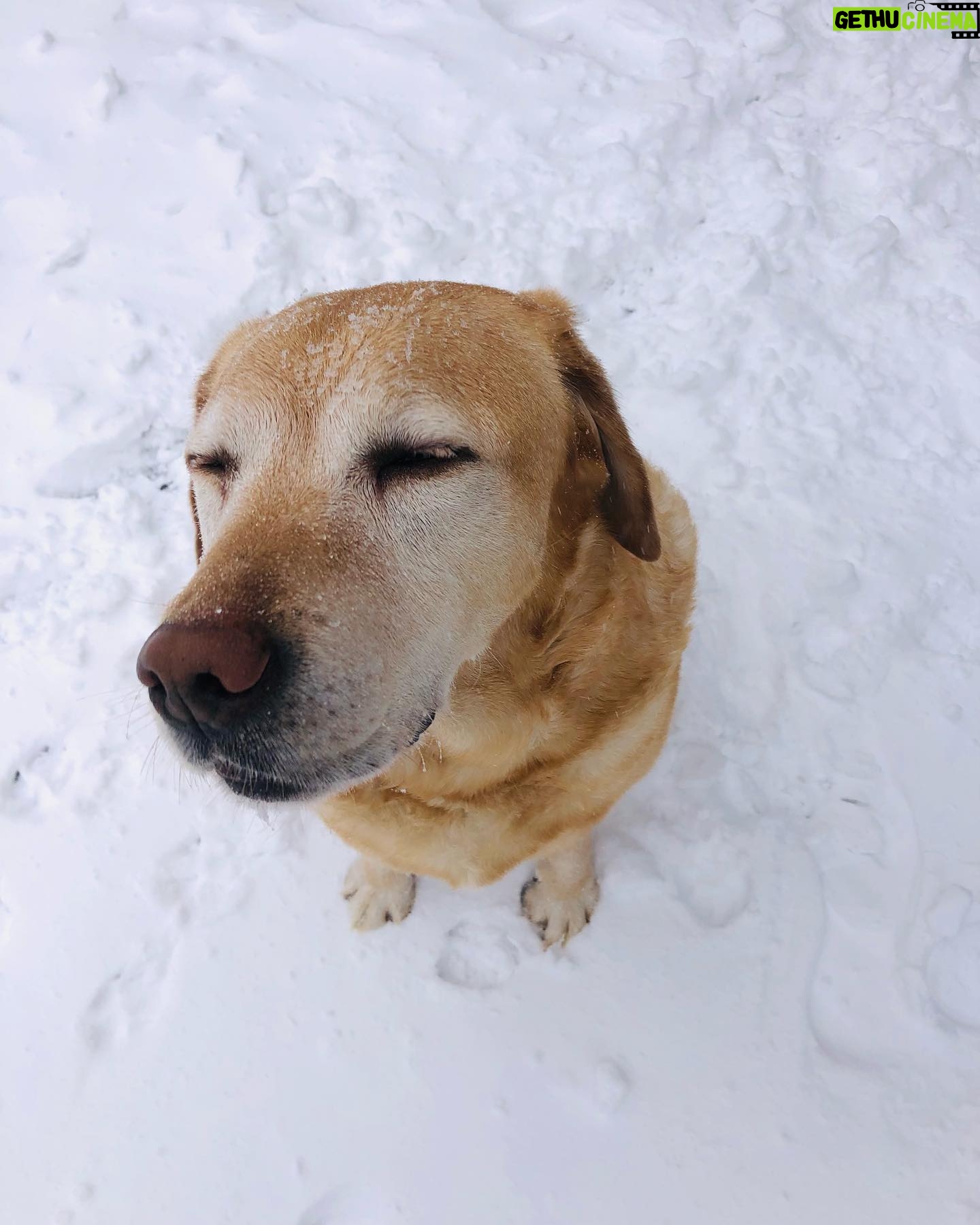 Priscilla Knetemann - 421 Likes - Puur geluk 🤍❄️🐕