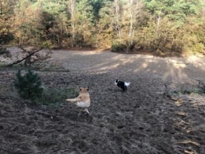 Priscilla Knetemann Instagram - Wij hadden echt een heerlijk weekend weg! Hoe was die van jullie? ☀️🍂🦮♥️➡️

#lekkerbuiten #zon #friends #dog #gutsgusto #natuur