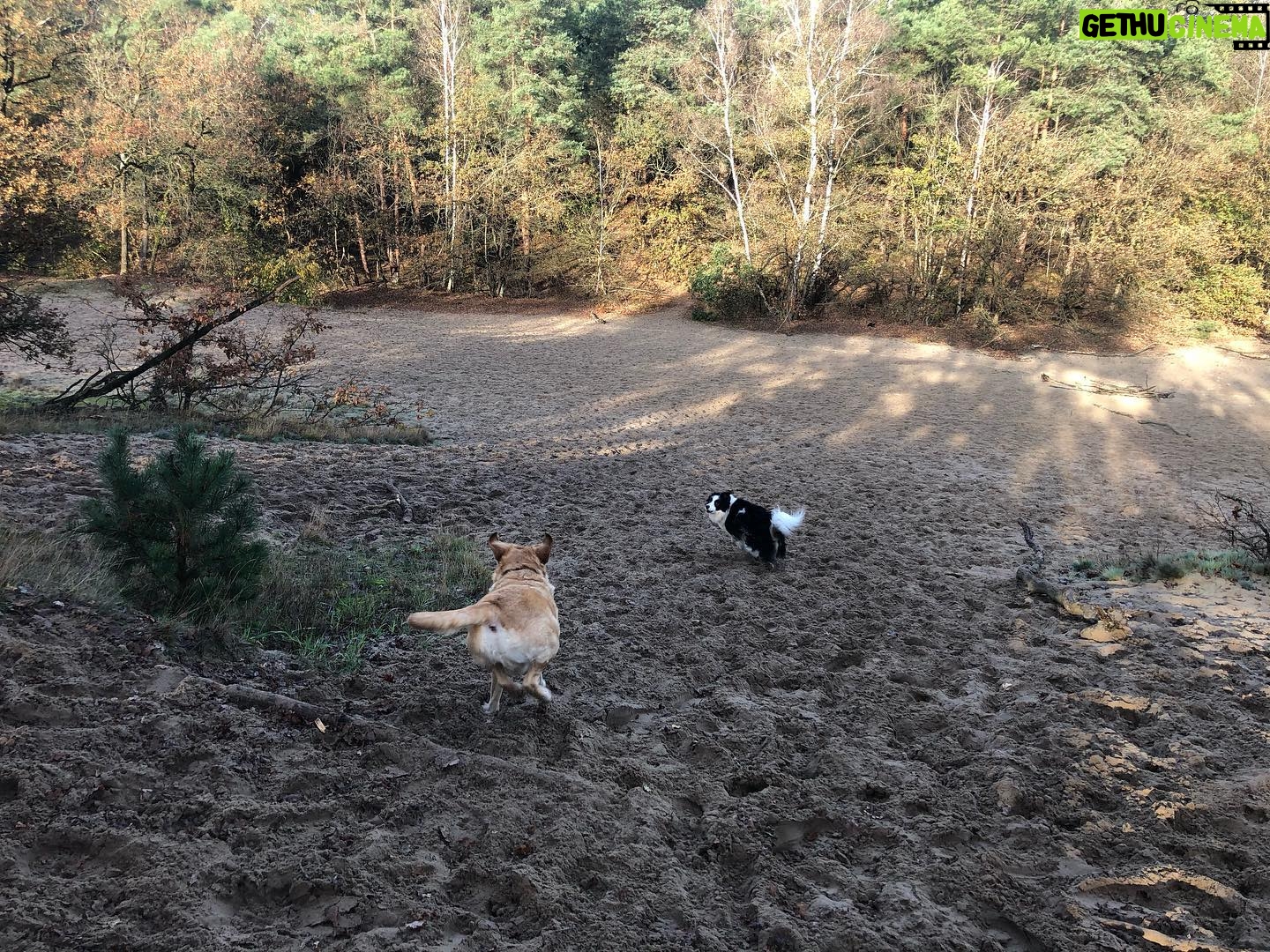 Priscilla Knetemann - 425 Likes - Wij hadden echt een heerlijk weekend weg! Hoe was die van jullie? ☀️🍂🦮♥️➡️
#lekkerbuiten #zon #friends #dog #gutsgusto #natuur