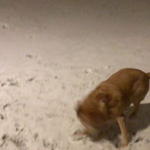 Priscilla Knetemann Instagram - Buddy is echt gek op sneeuw! Toen we hem kregen (8-10 weken oud) had hij zijn eerste kennismaking met sneeuw. Hij was er meteen weg van. Nu is hij 8 en vindt hij het nogsteeds GEWELDIG! Je kan hem niet blijer maken. Dit was gisteravond.. ❄️😂❤️