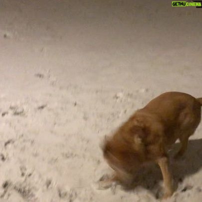 Priscilla Knetemann - 390 Likes - Buddy is echt gek op sneeuw! Toen we hem kregen (8-10 weken oud) had hij zijn eerste kennismaking met sneeuw. Hij was er meteen weg van. Nu is hij 8 en vindt hij het nogsteeds GEWELDIG! Je kan hem niet blijer maken. Dit was gisteravond.. ❄️😂❤️