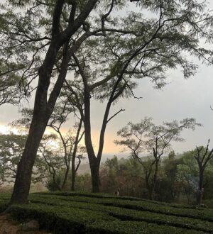 Priya Bapat Instagram - Day 3 - was spent relaxing and reading. I realized it was World Reading Day yesterday by the end of the day. What a beautiful coincidence that I spent the entire day immersed in a novel. I took small walks around the town, enjoying my current favorite novel. In the evening visited a tea estate, where the rain was absolutely wild. I got drenched and ran around the trees for shelter, it was so much fun! The night was cold and quiet. Having a little madness in life is truly refreshing.