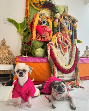 Priyanka Chincholi Instagram - RP ONE
@rakesh170684 

#arjuntheshihtzu #kissethepug 

"A house is not a home without a "FUR BABYS"❤️

#furbabymom #furbabymomma #furbabymommy #furbabyfriday #furbabyparentlife dogsofig #dogsitting #dogslife #dogsofinstaworld #dogscorner #dogsofinstgram apartmentliving #apartmentdecor #apartmentlife #apartmentsforrent #apartmentdesign #love #life #indian #kannadaactress #banglore #gulbarga