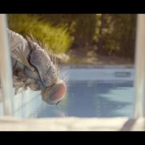 Quentin Dupieux Instagram - 🦟 MANDIBULES un film de Quentin Dupieux avec @gregoireludig @davidmarsais @adeleexarchopoulos @elvis.romeo @india.hair @coralierussier • produit par @hugoselignac @memento.films • 🔉musique: @metronomy • Jean-Gab et Manu, deux amis simples d'esprit, trouvent une mouche géante coincée dans le coffre d'une voiture et se mettent en tête de la dresser pour gagner de l'argent avec.. 🦟 au cinéma le 02/12/2020