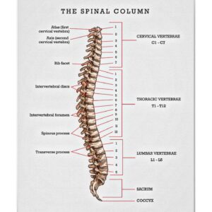 Quinn Brett Instagram - SCIENCE TiMe! 👋🤯
.
.
#newpeepsrefreshertime 
.
.
.
Anatomy of the Spine! 
The spinal column is one of the most important parts of the body, as it plays a hand in all bodily junctions. Some obvious 🦵🏾, others with essential tasks not so obvious. 💩 
.
.
.
The spine is composed of 33 bones, called vertebrae, divided into five sections: the cervical, thoracic, and lumbar spine sections, and the sacrum and coccyx bones.
.
.
.
The cervical spine comprises the top seven vertebrae in the spine, C1 to C7, and is connected to the base of the skull.  Motions with exaggerated comments like “What’s up?” “Who was that?” “I know, you told me already”—- head and neck around. That’s me!!!!
.
.
.
The thoracic section of the spine comes next. The vertebrae in this section are labeled T1 to T12 and serve as attachments for the rib cage.  Hugging. Burping #notatthesametime #rude 😄. Thoracic spine has a great deal of mobility including flexion (bending forward), extension (bend backward) and rotation (twisting) 💃🏼 🕺🏻 
.
.
.
Moving down, the lumbar section L1 to L5, are the main weight-bearing section of the spinal column.  Motion above the 🍑, giving ability to twerk that 🍑 💫 
.
.
.
The sacrum is the section located at the base of the spine. It does not have discs separating the vertebrae, its five levels, S1 to S5, are fused together. The pelvis is connected to the spinal column at the sacrum section. 🥅
.
.
.
The coccyx #whatdidyoucallme is at the very base of the spinal column and is made of four vertebrae that are fused together also. 
.
.
.
That’s it. Now you can nod no, grab your purse from the back seat, bend over backwards for your boss and get off your “sit bones” in yoga class. Until next time….. 
.
.
.
.
.
.
.
.

.
#climbing #rockclimbing #enduranceathlete #skiing #mountains #mountainbiking #trailrunning #running #roadbiking #crossfit #yoga #paragliding #outdoors #athlete #spinalcordinjury #spinalcordresearch #paralyzed #asscrack #walking #peeing #protectpubliclands #impossibleisnothing #disability