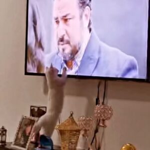 Rabie Kati Instagram - القطة مهتمة لمًا يقوله " ميلود " …. 

الصدق في الاحاسيس والكلام والاداء يصل الى كل المخلوقات ..

وللقططِ فيما تعشقُ مذاهبُ…

حتى القطط تحب " ميلود " …

@rabiekati @2mtv @connexionmediama 
#rabie_kati #almaktoub #2m #actor #cats #love #serie 
#المغرب #المكتوب #ميلود #الرباط #مسلسلات #ربيع_القاطي #ترند