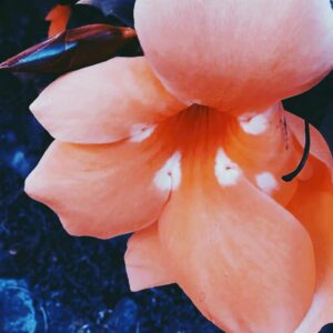 Rachel Osborne Instagram - Flower of the day! Enjoy :)
#flower #flowers #grow #growth #plants #garden #beauty #beautiful #lovely #greenery #green #orange #brightorange #petals #petal #stems #stem #growing #orangrflower #orangepetal