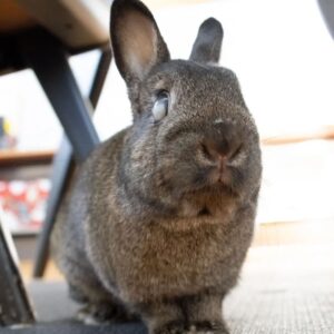 Rachel Osborne Instagram - This is Pierre, my sweet little bun. He's partially blind, but just as curious and playful as ever. He's cautiously adventurous and super affectionate. Consider donating, adopting or fostering a furry one in need from the SPCA. They're doing a wonderful job with their impossible task of caring for all animals in need. Pierre has brought so much love into my life. Thanks SPCA!
