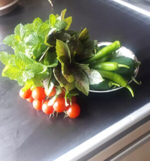 Rachel Osborne Instagram - Things frrom the garden. Let the pickling of hot peppers begin! #garden #life #growth #grown incredible #mint #basil #purplebasil #tomatoes #jalapao #chilipeppers #stoked #spicy #preservs #piclking
