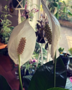 Rachel Viccaji Instagram - Peace Talks.  #peacelilyblooms