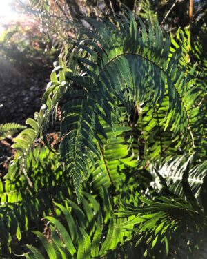 Rachel Viccaji Instagram - Seeing green..in the best kind of way  #wintersun #nofilter #iphonephotography