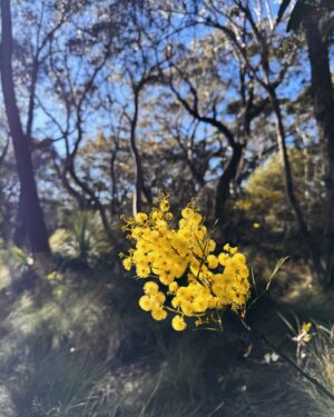 Rae Johnston Instagram - Beautiful day to visit Hanging Rock 🤎 

#darugcountry showing off this morning!

#bluemountains #hiking #hangingrock
