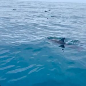 Raelynn Harper Instagram - @kauaiseatours 🐬