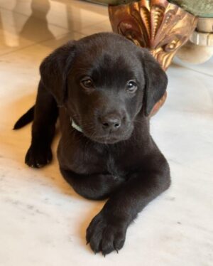 Rafael Benítez Instagram - New addition to the team 🐶
