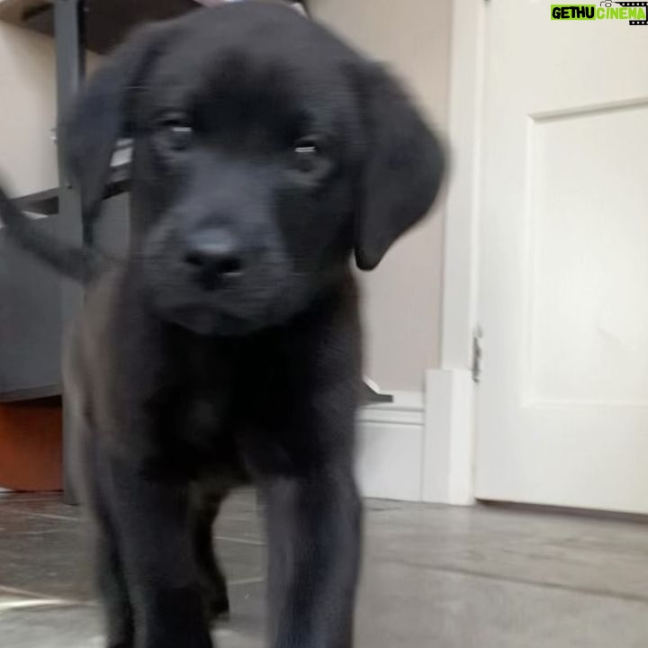 Rafael Benítez - 14.4K Likes - New addition to the team 🐶