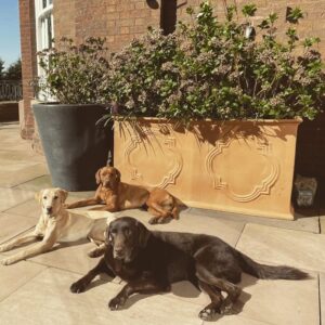 Rafael Benítez Instagram - With dedication, experience and time you can achieve a good team 🐶🐶🐶

Con dedicación, experiencia y tiempo se consigue un buen equipo 🐶🐶🐶

#Team #Dogs #Dedication #Experience #Time

Link in bio