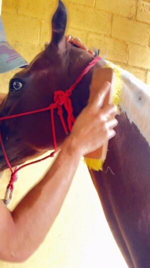 Rafael Queiroz Instagram - Um dia na roça ! … 🐎 🥾 🧡
Confira nossa coleção @33xarts 💍 
Colab @raphaelvianna1 
@ctmarcioribeiro 
#desplugado 🔌