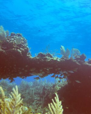 Rafaela Covas Instagram - “The cure for anything is salt water: sweat, tears or the sea.” - Isak Dinesen aka Karen Blixen 

🫧Take pictures, leave bubbles!🫧

•
•
•

#underwater #underwaterphoto #diving #divingphoto #xpuha #xpuhabeach #mexico #mexicotravel