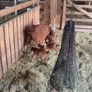 Raffaela "RALPH" Weyman Instagram - Went for the cheese, stayed for the life changing air quality and core memory of 3 hour old goat bbs learning to walk
