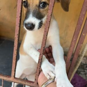 Raj B Shetty Instagram - Hi all from Mangalore 
This is my girl EVA who was rescued recently 
She is a indie pup who has been vaccinated and dewormed 
Help me find a home which can love here like the way she loves humans 
PS- She is a naughty kid ❤️❤️❤️