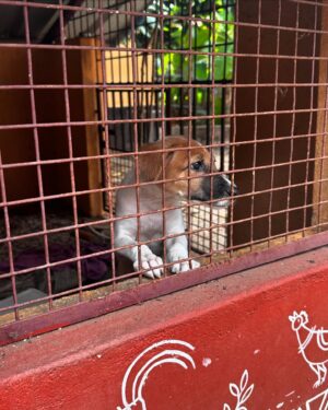 Raj B Shetty Instagram - Hi all from Mangalore 
This is my girl EVA who was rescued recently 
She is a indie pup who has been vaccinated and dewormed 
Help me find a home which can love here like the way she loves humans 
PS- She is a naughty kid ❤️❤️❤️