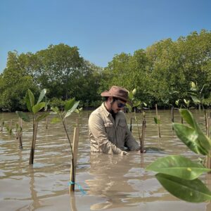 Ramon Y. Tungka Instagram - :
Menanam sejenak, selamanya mengakar dan bertumbuh. 
——

Meski kerap dianaktirikan, mangrove memiliki peran yang esensial sebagai salah satu solusi menghadapi persoalan krisis iklim. Persoalan yang harus kita akui dan renungkan bersama. 

Tak dapat dipungkiri ragam isu lingkungan muncul akibat perilaku kita sendiri dalam berkehidupan di planet ini. Hitung saja sendiri berapa jejak karbon yang kau hasilkan hari ini? Ya! Itu baru hari ini.. bagaimana dengan kemarin dst?

Penanaman mangrove mungkin seringkali dipandang sekadar seremonial belaka. Namun aksi yang katanya “kecil” ini tak hanya mampu memberikan dampak yang luar biasa bagi habitat satwa dan kehidupan sosial-ekonomi-budaya manusia di sekitar kawasannya. Keberadaannya lebih dari itu.

Sobat bumi, sebagai negara dengan luas hutan mangrove terbesar di dunia, yang mencapai 3,36 juta hektare, hutan mangrove di Indonesia rata-rata menyerap 52,85 ton karbon dioksida per hektare per tahun. Setara dengan berat 9 ekor gajah Sumatra dewasa. Tentu disini Indonesia memiliki peranan penting untuk mengatasi isu lingkungan secara global.

Jadi, aksi menanam pohon mangrove merupakan upaya penting untuk menyerap karbon dan menghambat laju krisis iklim. Suatu bentuk upaya mempertahankan kondisi bumi agar tetap nyaman dihuni generasi kita dan mendatang.

Dan sebaliknya, menebang pohon mangrove atau bahkan merusak hutan mangrove sama saja dengan melepaskan pasukan ribuan gajah dalam bentuk karbon sehingga menjadi penyumbang gas rumah kaca. 

Gas rumah kaca inilah yang pada akhirnya mempercepat laju krisis iklim sehingga membuat persoalan di bumi makin menggunung dan kehidupan manusia makin berat untuk dijalani.

Kita pilih menanam atau merusak mangrove?

#sayapilihbumi
#tropicaladventure