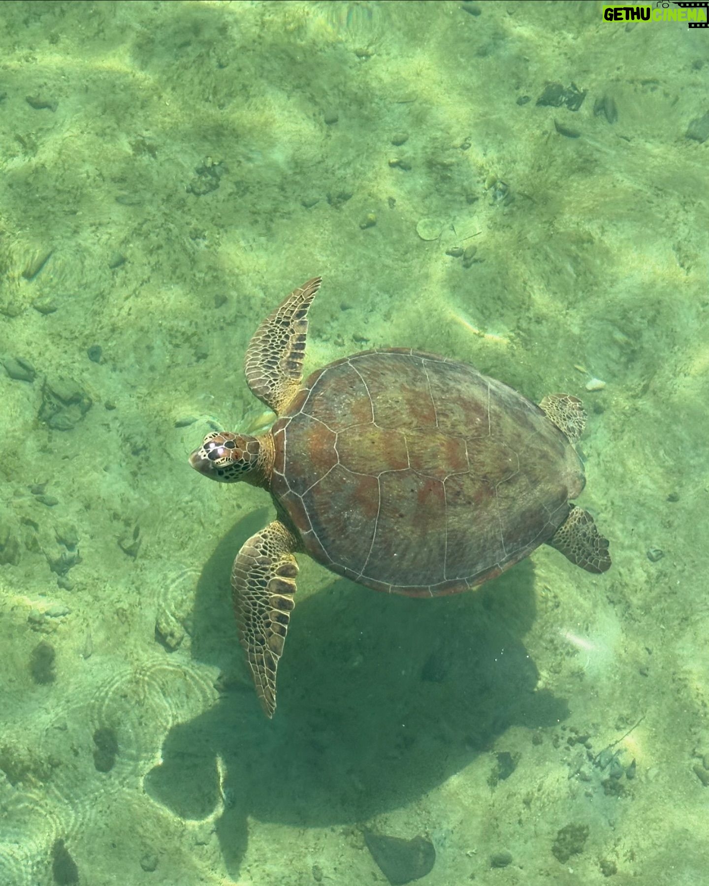 Ramon Y. Tungka - 1.1K Likes - : Dari pesisir timur Borneo kami kirimkan ucapan selamat hari raya Idul Adha.
—
Agenda penugasan tim National Geographic Indonesia di kawasan Derawan, Berau, Kalimantan Timur kali ini terasa berbeda. Bertepatan dengan hari raya kurban tahun ini menjadikannya lebih berkesan.
Sejak takbir menggema di malam sebelumnya, keintiman dan kekhusyukan nan sederhana terjalin di pulau berpenghuni sekitar 1500 jiwa tersebut. Adzan subuh yang mengalun turut mempertebal nuansa kesyahduan di kala fajar. Bergotong-royong panitia Masjid Jami Al-Ikhlas Derawan mempersiapkan pelaksanan Sholat Ied.
Satu persatu jamaah mendekati sumber suara takbir dan bermuara di satu-satunya masjid di pulau seluas 43 hektar ini. Kendati jauh dari ramai sukacita perayaan di kota-kota besar lainnya, kami berbaur bersama kehangatan masyarakat Derawan. Kekhidmatan mungil yang turut menambah bahan bakar semangat kami dalam menuntaskan ekspedisi.
Dengan segala kerendahan hati nan sederhana kami sampaikan ucapan selamat hari raya Idul Adha. Semoga keberkahan selalu menyelimuti dimanapun kita berada. Terima kasih Derawan!
Perjalanan kami terus berlanjut.
#nationalgeographicindonesia