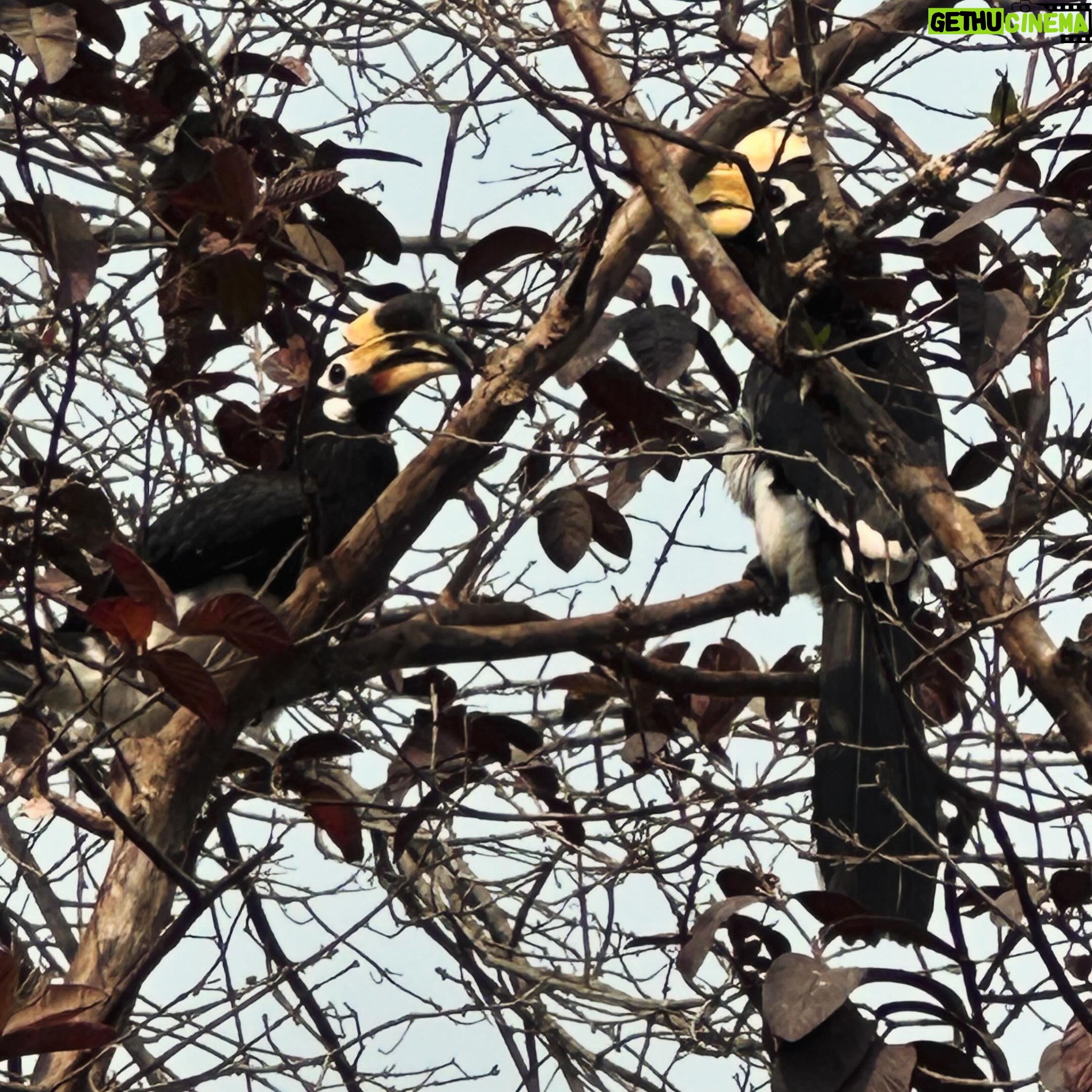 Ranvir Shorey - 1.2K Likes - “Pehchaan kaun?!” #wildlife #birdspotting