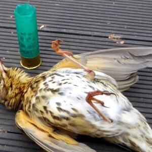 Raz Degan Instagram - La #caccia sarebbe uno sport più interessante se anche gli animali avessero il fucile.
Dobbiamo cominciare ad essere più presenti nel proteggere la nostra natura.
Firmati il referendum contro la caccia entro il 20/10 on line o nel vostro comune.

http://www.referendumsiaboliamolacaccia.it/modulo-adesione/
BASTA!!!!!!!!!!!!!!!!!!!!!
#chesensoha #basta 
#GrouchoMarx #stopallacaccia