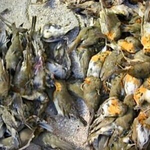 Raz Degan Instagram - La #caccia sarebbe uno sport più interessante se anche gli animali avessero il fucile.
Dobbiamo cominciare ad essere più presenti nel proteggere la nostra natura.
Firmati il referendum contro la caccia entro il 20/10 on line o nel vostro comune.

http://www.referendumsiaboliamolacaccia.it/modulo-adesione/
BASTA!!!!!!!!!!!!!!!!!!!!!
#chesensoha #basta 
#GrouchoMarx #stopallacaccia