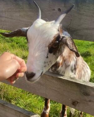 Reanin Johannink Instagram - Farms always anchor me and bring me back into my body in such a present way. Animals, food grown on the land, rainwater. This is such a special farm; at the beginning stages of birthing an incredible community. Felt so yummy being able to walk this land, knowing what it will grow into. #ArikiEstate 💚