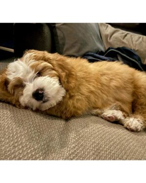 Rebecca Dalton Instagram - Everyone is having babies. So we got a baby. Please invite us to your dinner parties now #Sully