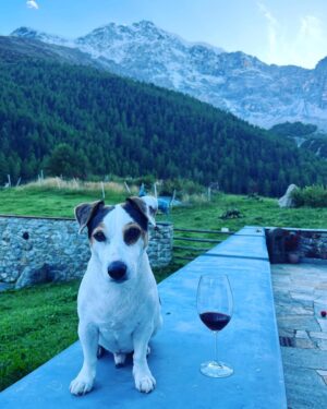 Reinhold Messner Instagram - Our little mountain dog !✨ #mountains #mountain #dogs #dog #dogsofinstagram #dogoftheday #berge #hunde #inspiration #motivation #fun #reinholdmessner