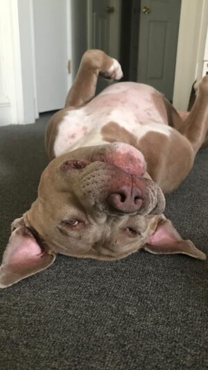 Rena Riffel Instagram - I totally agree!! 💯%!! ♥️🐾🥰
#rescuedogsofinstagram #pitbullsofinstagram