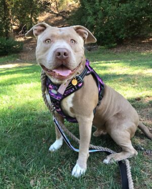 Rena Riffel Instagram - Self-Portraits and Selfies of Wilson the Unicorn Pup and I. It is Wilson and my 1 week   1 day anniversary!! He’s such a sweet pup. I’m the luckiest Dog Mom to have Wilson in my life. He loves the camera, he’s a natural! #rescue #rescuedogsofinstagram #dogmom