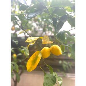 Rena Tanaka Instagram - 告知のお知らせさせてください🍋

明日12日 朝 8時から NHK連続テレビ小説「ブギウギ」に
出演致します。

らくちょうのおミネです。宜しくお願いします☺️

そして、その後  8:15～NHK総合テレビ 

『平野レミの早わざレシピ！』生放送に出演です 🍳🔪🎵

絶対面白い🤣はず。❗️楽しみな気持ちと生放送にドキドキ💓デス❗️

是非✨✨